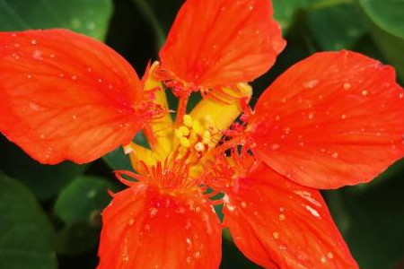 garden nasturtium