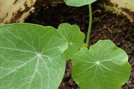 garden nasturtium