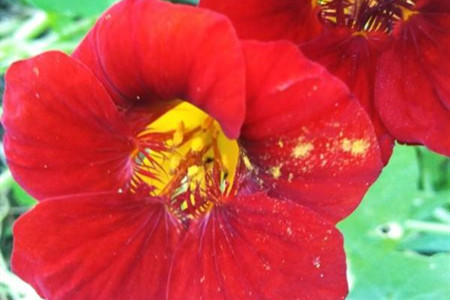 garden nasturtium