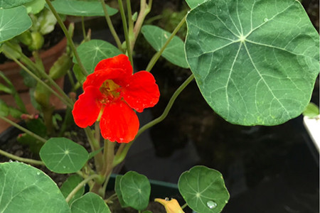 garden nasturtium