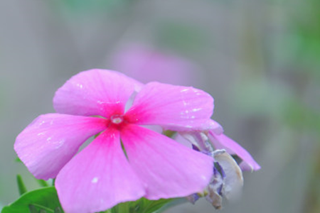 Madagascar rosy periwinkle