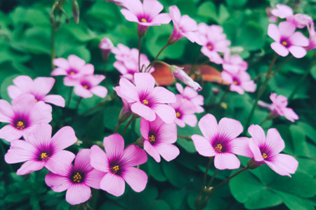 Madagascar rosy periwinkle