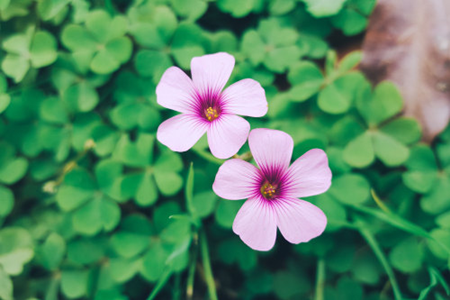 Madagascar rosy periwinkle