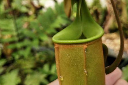 Nepenthes