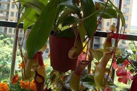 Nepenthes