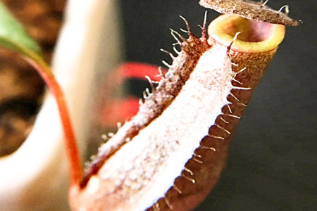 Nepenthes