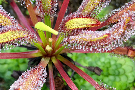 Drosera