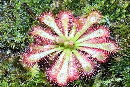 Drosera