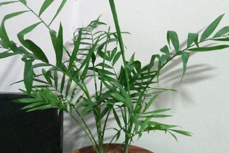 Phoenix Tail Bamboo