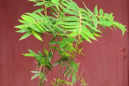 Phoenix Tail Bamboo