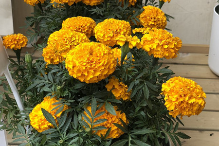 Marigold