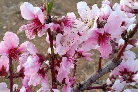 Peach blossom