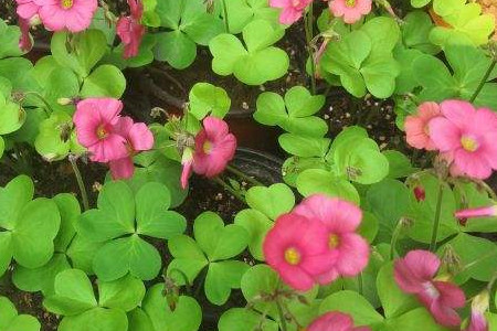 creeping oxalis