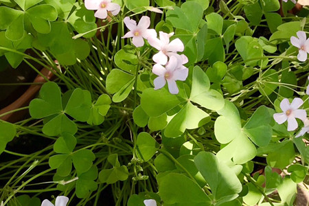 creeping oxalis