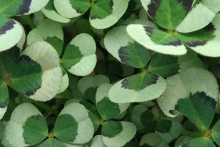 creeping oxalis