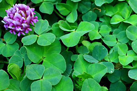 creeping oxalis