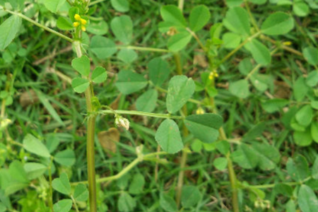 alfalfa