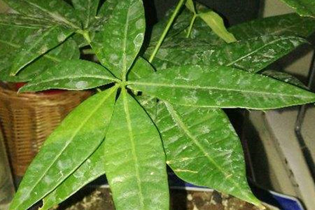 pachira macrocarpa