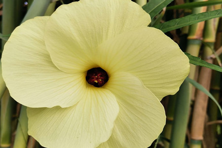 sunset muskmallow