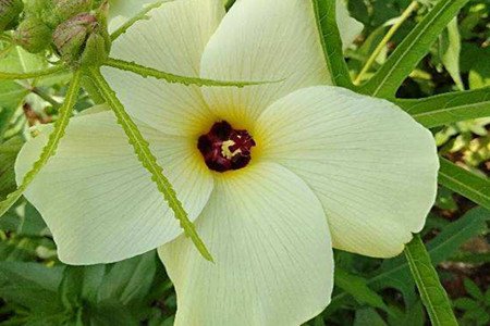 sunset muskmallow