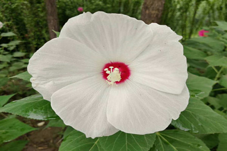 rose mallow