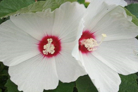 rose mallow