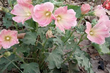 Hollyhock