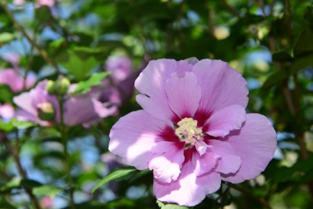 hibiscus