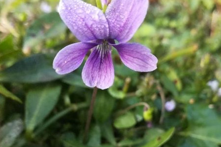 Chinese violet