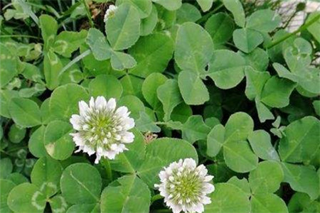 White clover