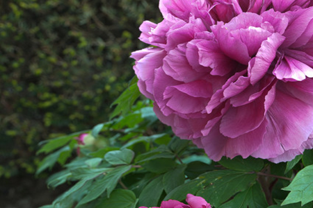 peony