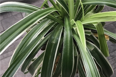 Chlorophytum