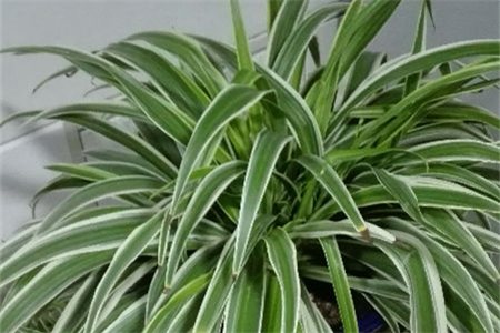 Chlorophytum