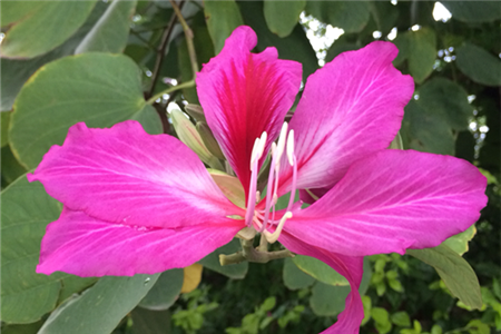 Bauhinia