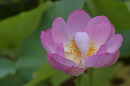 Lotus