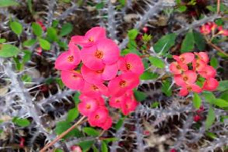 crown-of-thorns euphorbia