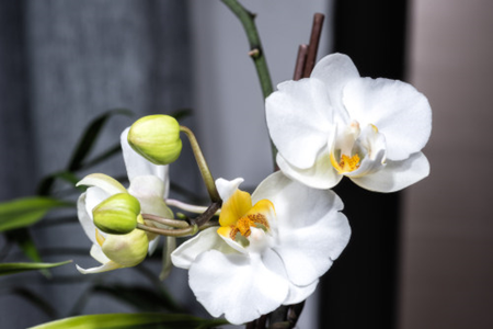 moth orchid