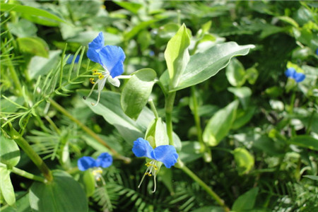 Asiatic dayflower