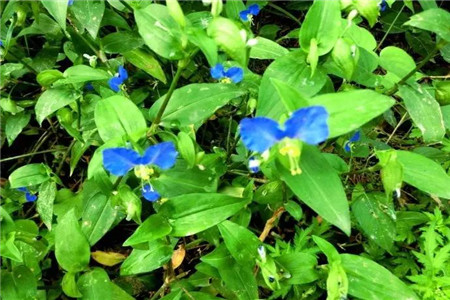 Asiatic dayflower