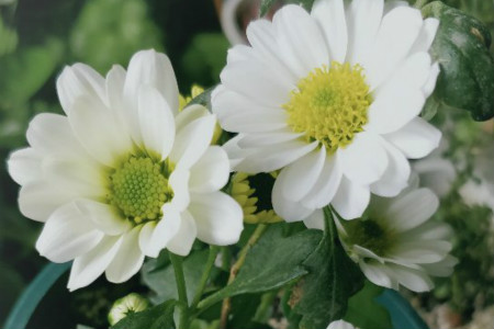 Leucanthemum paludosum