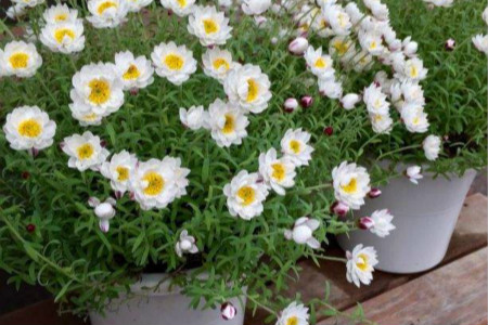 Leucanthemum paludosum