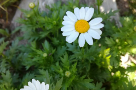 Leucanthemum paludosum