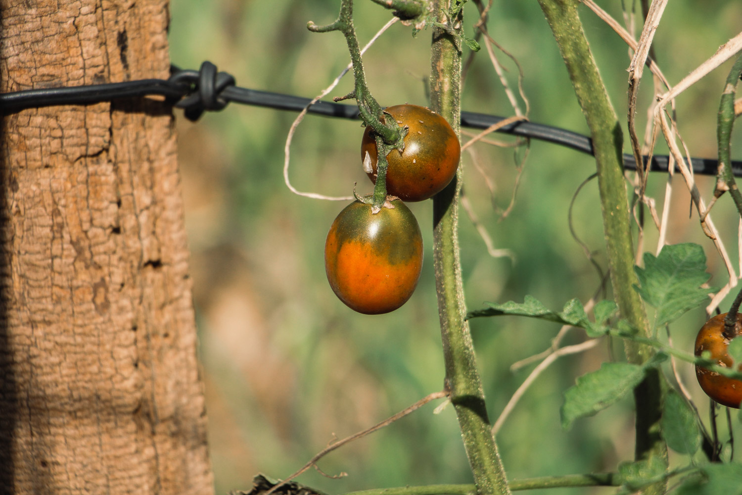 tomato