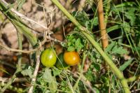 What are tomatoes like and what nutrition do tomatoes have