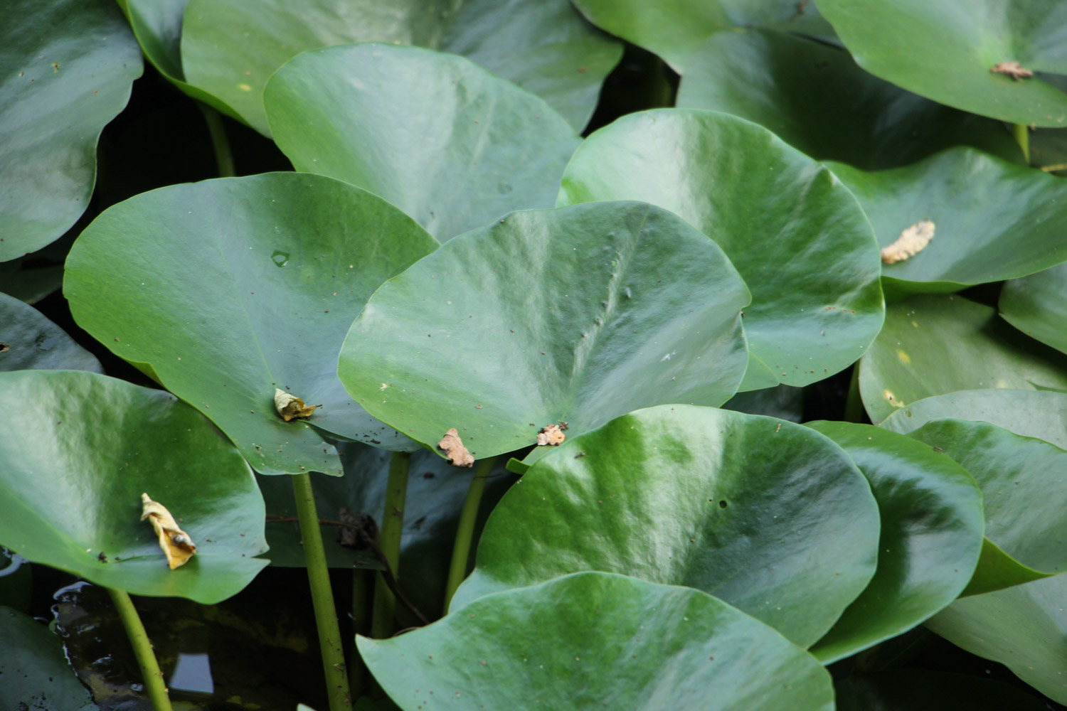 Water lilies