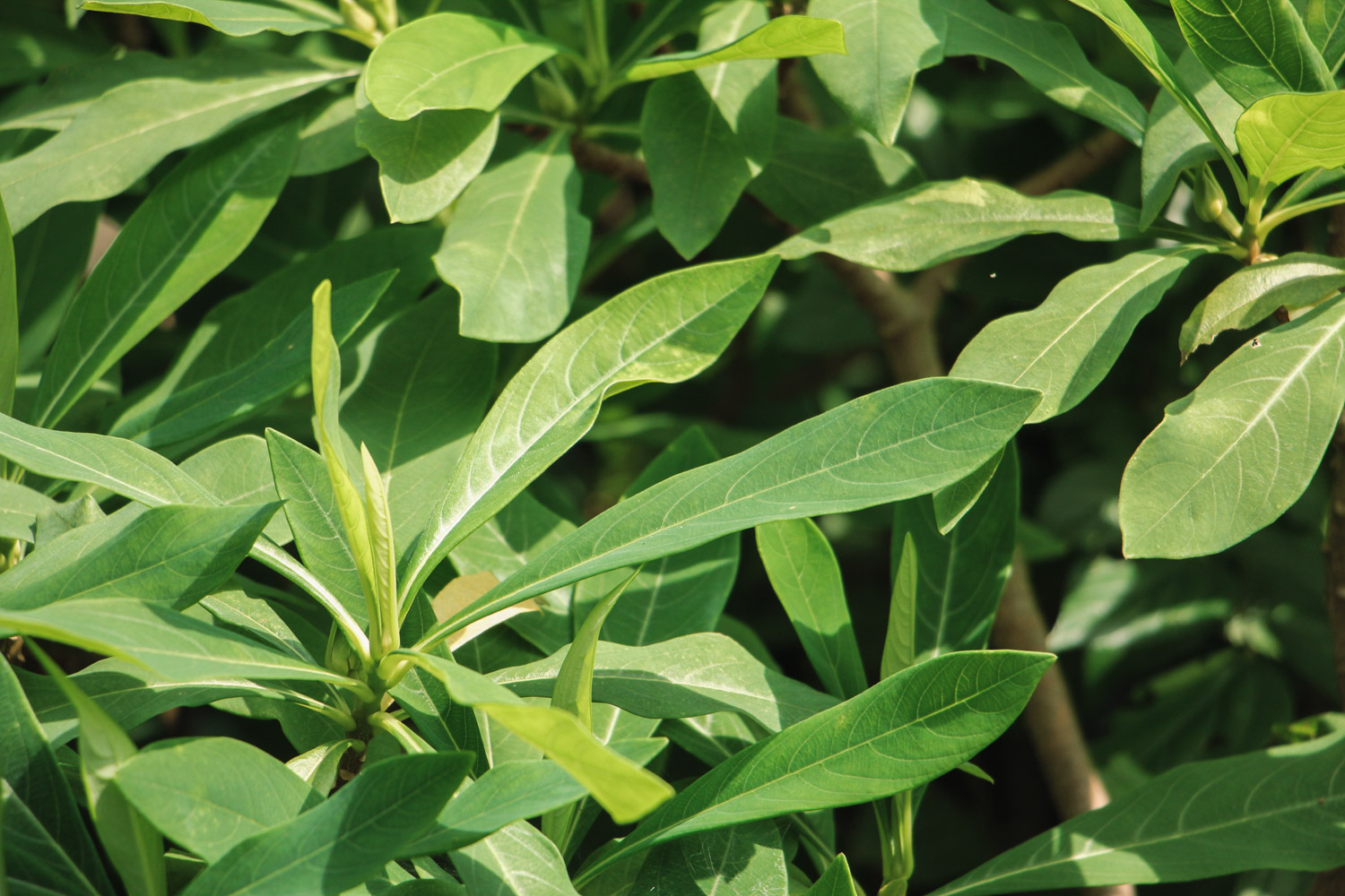 Oriental Paperbush