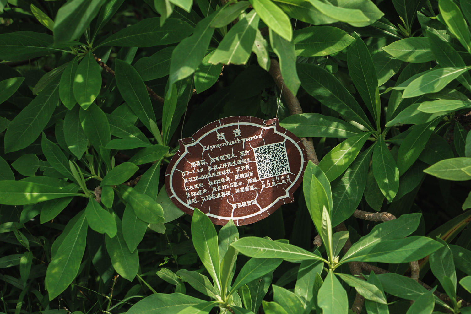 Oriental Paperbush