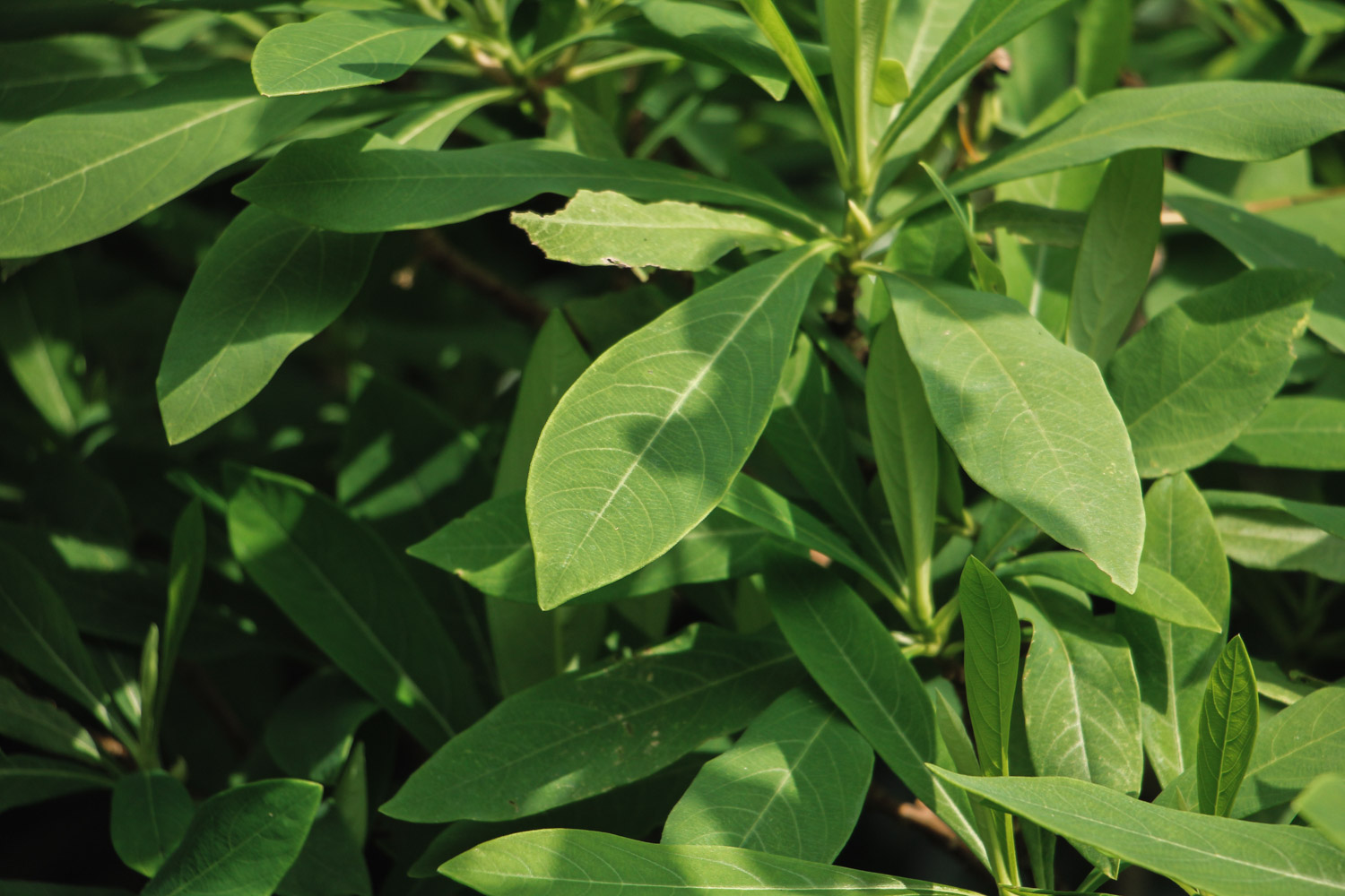 Oriental Paperbush