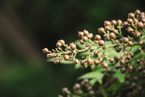 Can the fruit of Nantian bamboo be eaten? How much will be poisoned