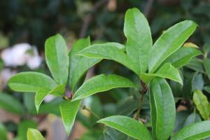 What trees are suitable for planting in the South courtyard